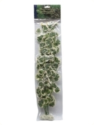 smf-aquaristik, Seidenpflanze "Hydrocotyle leucocephala" ca. 50 cm