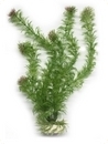 smf-aquaristik, Kunststoffpflanze "Egeria densa" ca. 30 cm