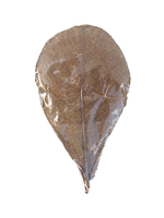 Seemandelbaumblätter 10-15cm, 10er Pack