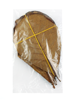 Seemandelbaumblätter 17-23cm, 10er Pack