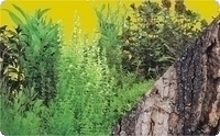 Fotor�ckwand zweiseitig, Pflanzenmotiv 50cm x 15m